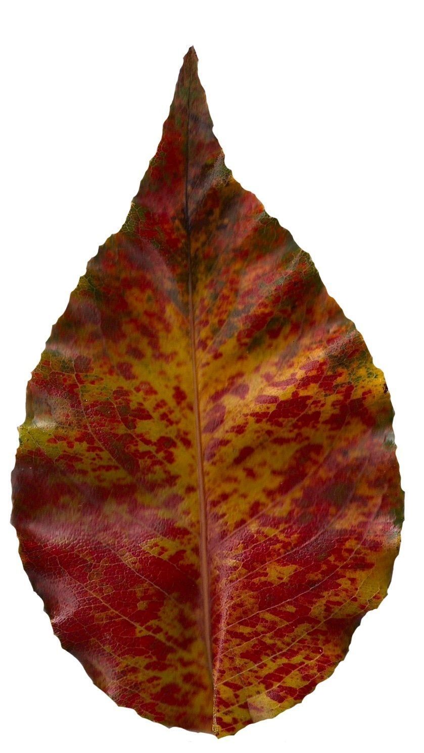 Fall Leaves Scanned Texture Pack - 81 Textures Texture_29