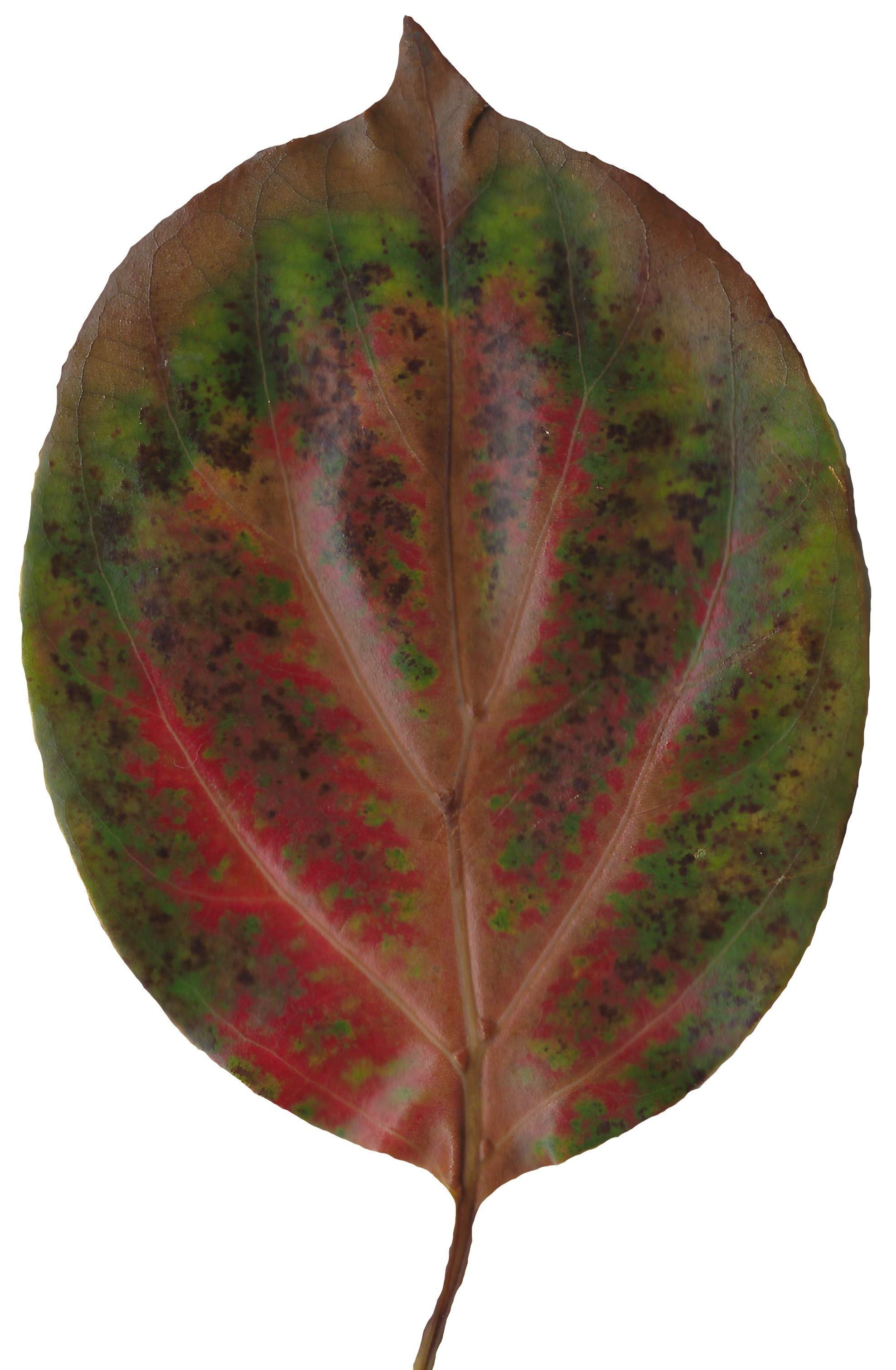 Fall Leaves Scanned Texture Pack - 81 Textures Texture_63