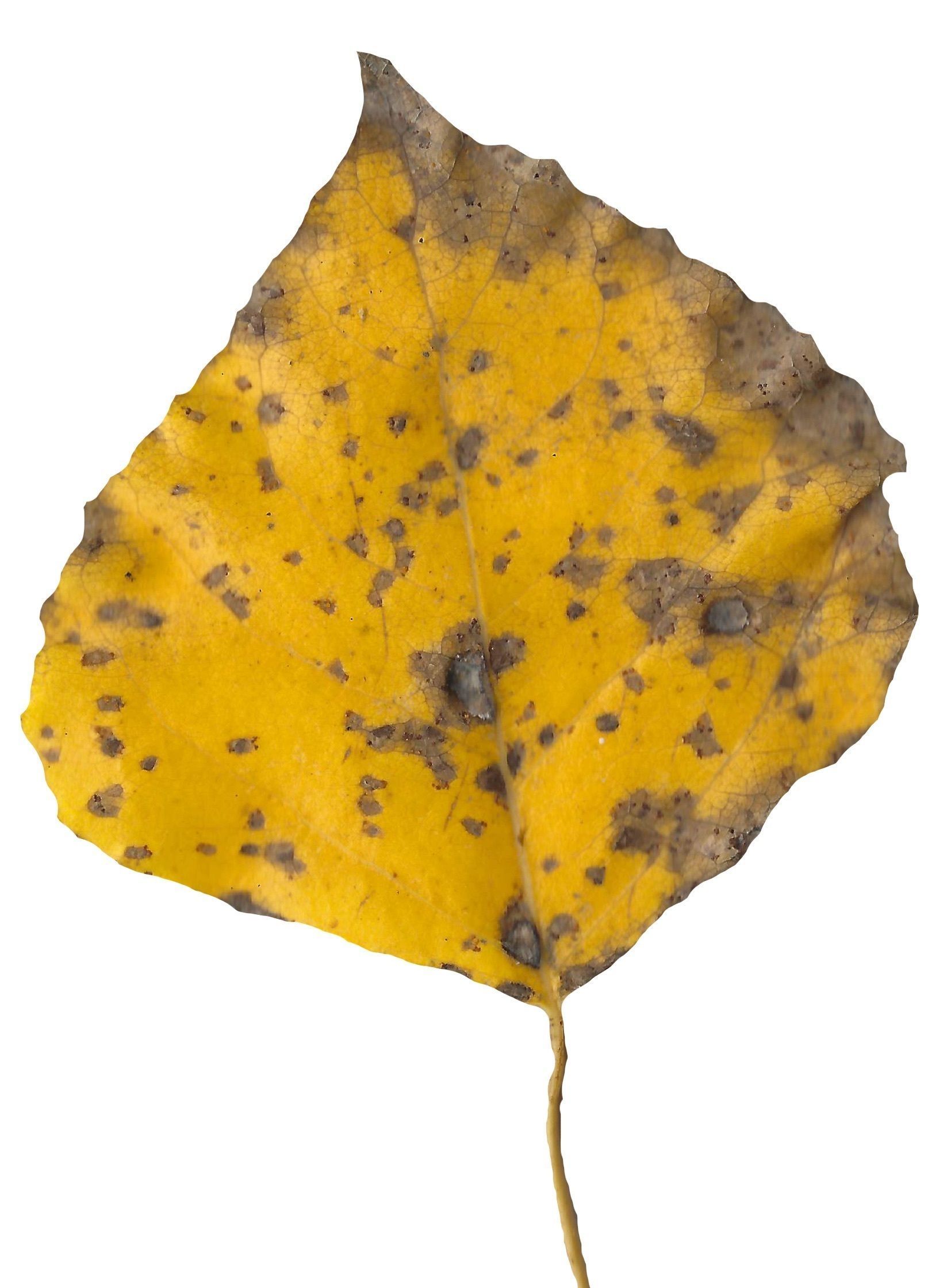 Fall Leaves Scanned Texture Pack - 81 Textures Texture_75