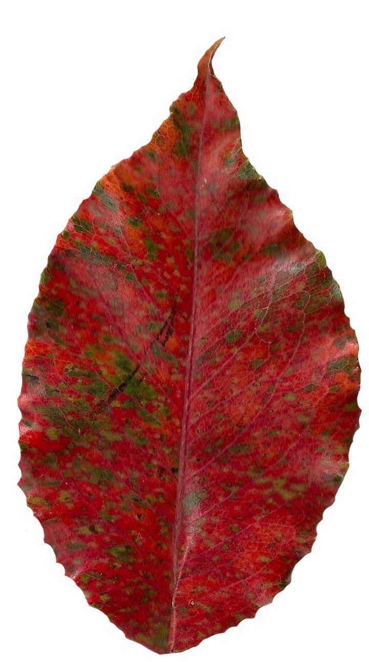 Fall Leaves Scanned Texture Pack - 81 Textures Texture_35