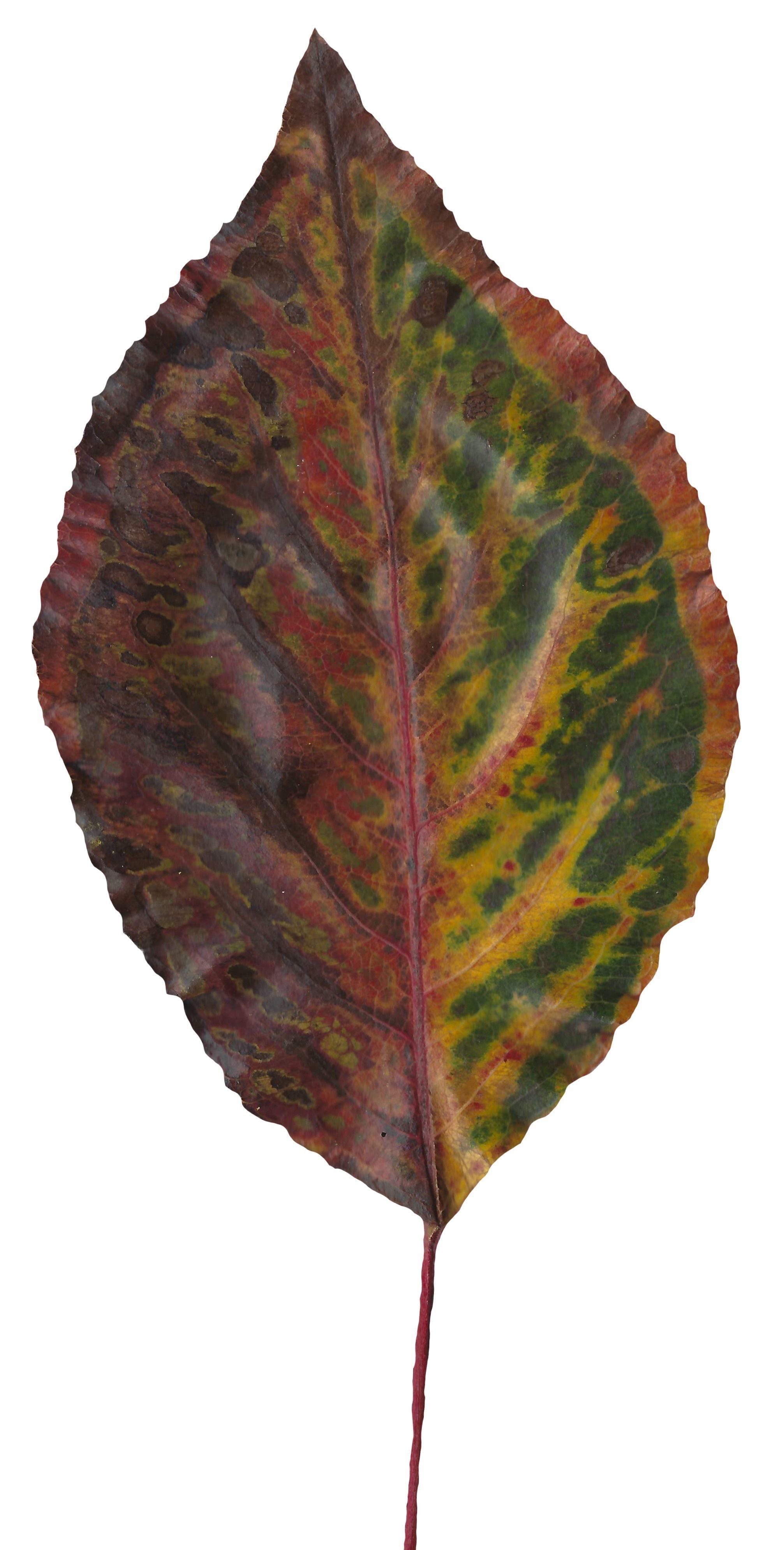 Fall Leaves Scanned Texture Pack - 81 Textures Texture_68