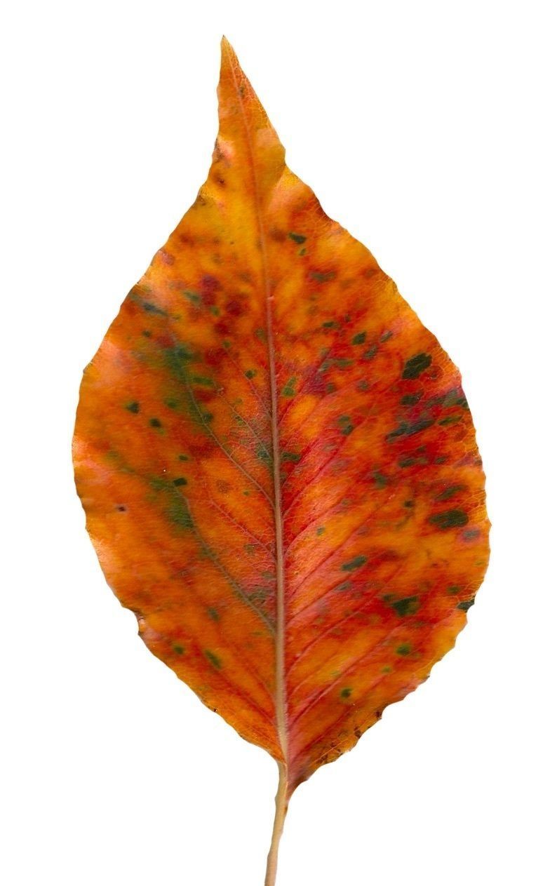 Fall Leaves Scanned Texture Pack - 81 Textures Texture_43