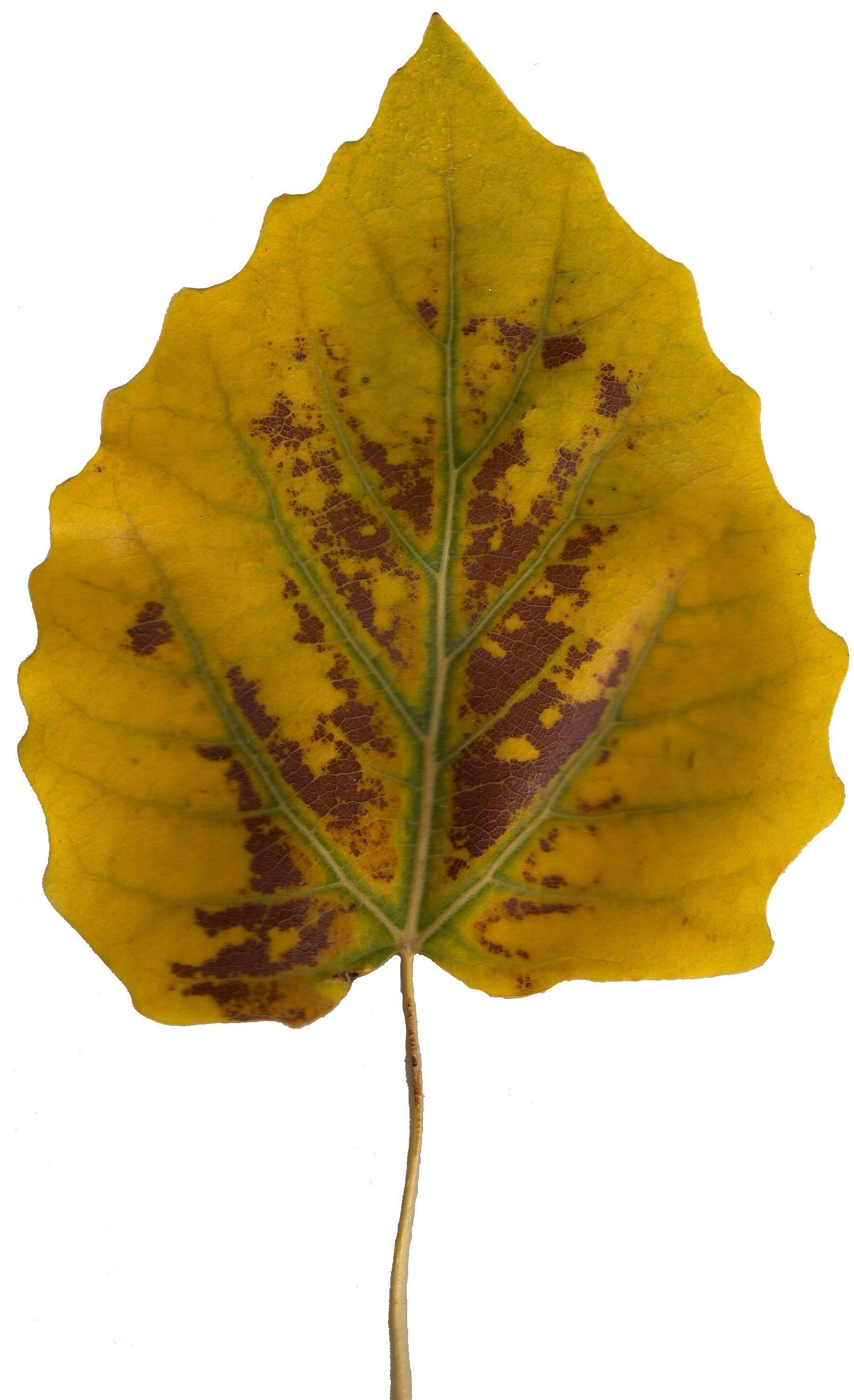 Fall Leaves Scanned Texture Pack - 81 Textures Texture_1