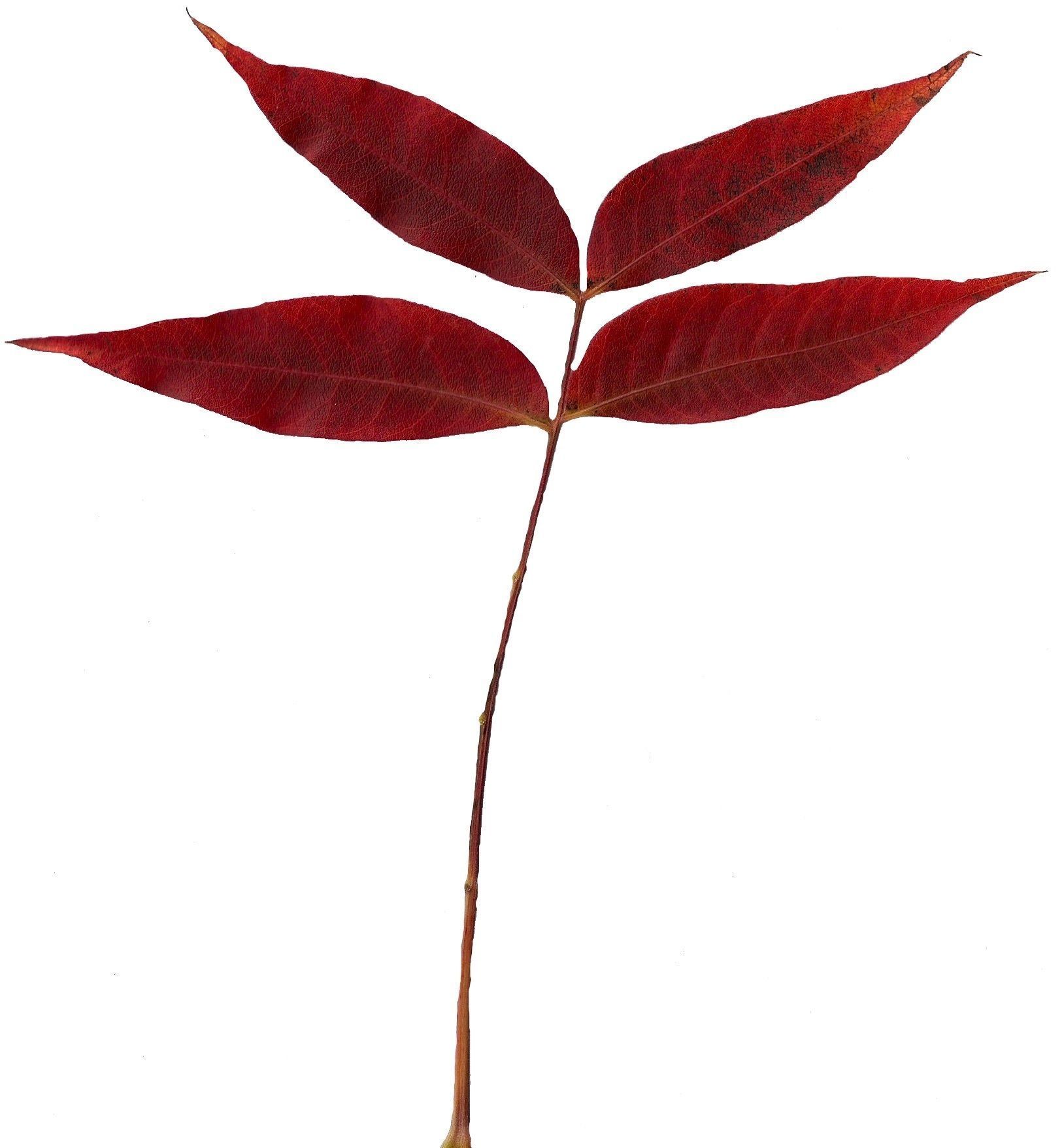 Fall Leaves Scanned Texture Pack - 81 Textures Texture_25