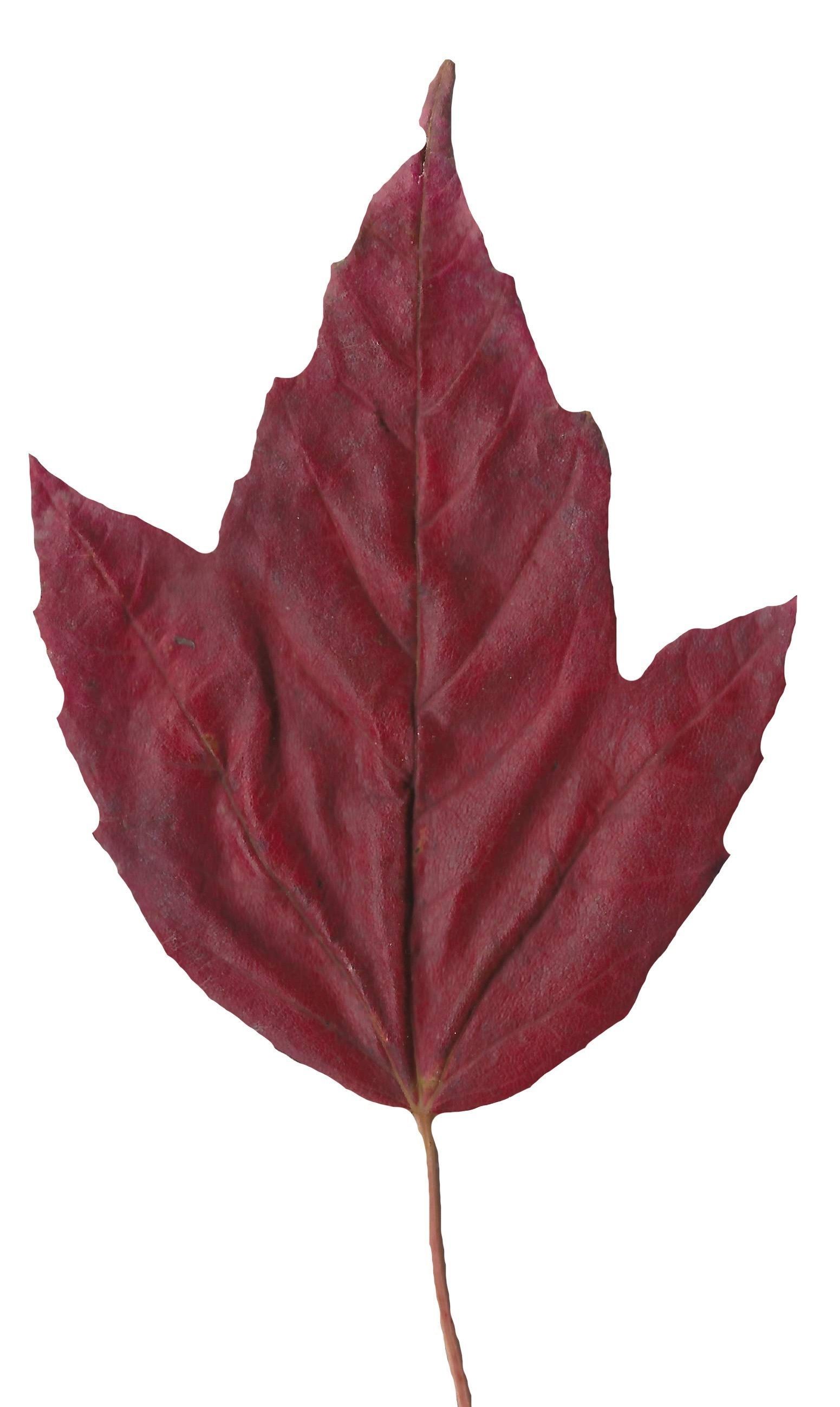 Fall Leaves Scanned Texture Pack - 81 Textures Texture_71