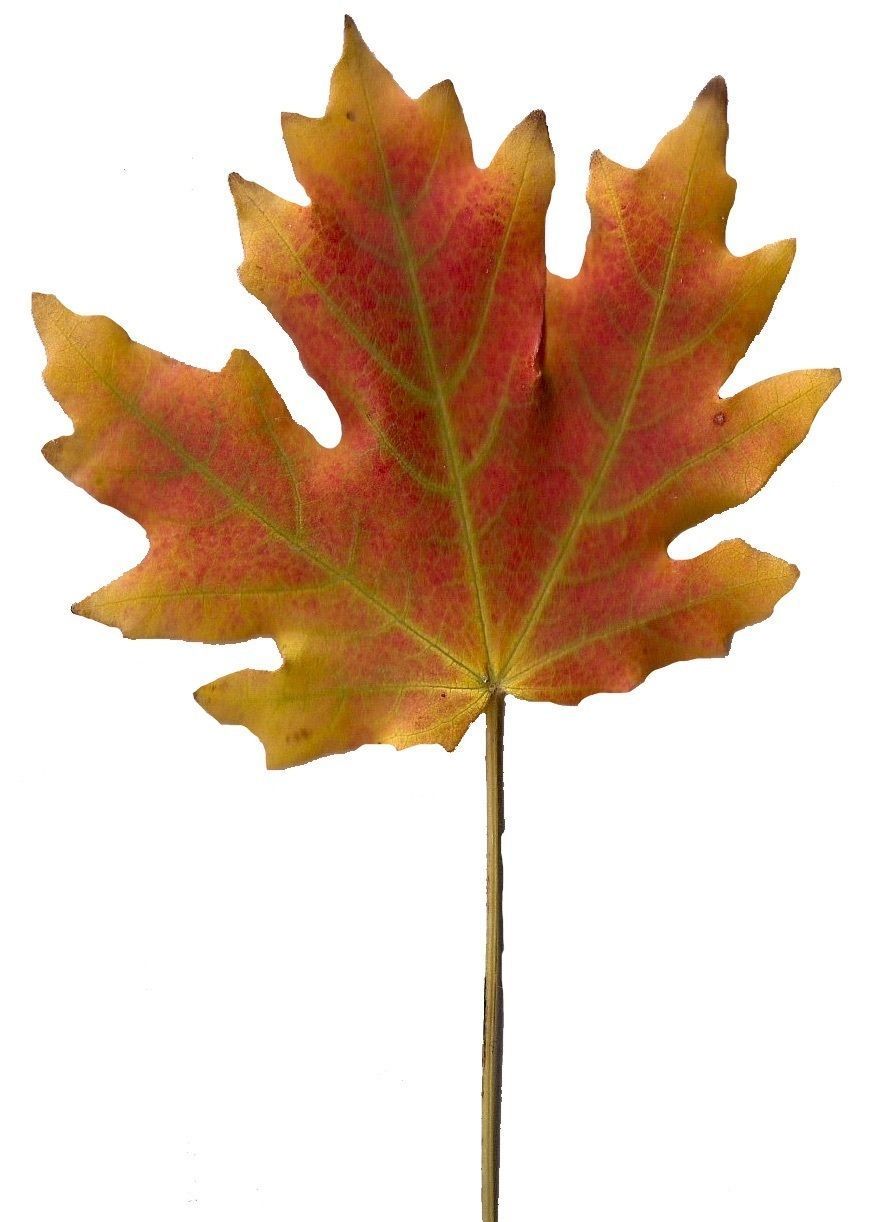 Fall Leaves Scanned Texture Pack - 81 Textures Texture_53