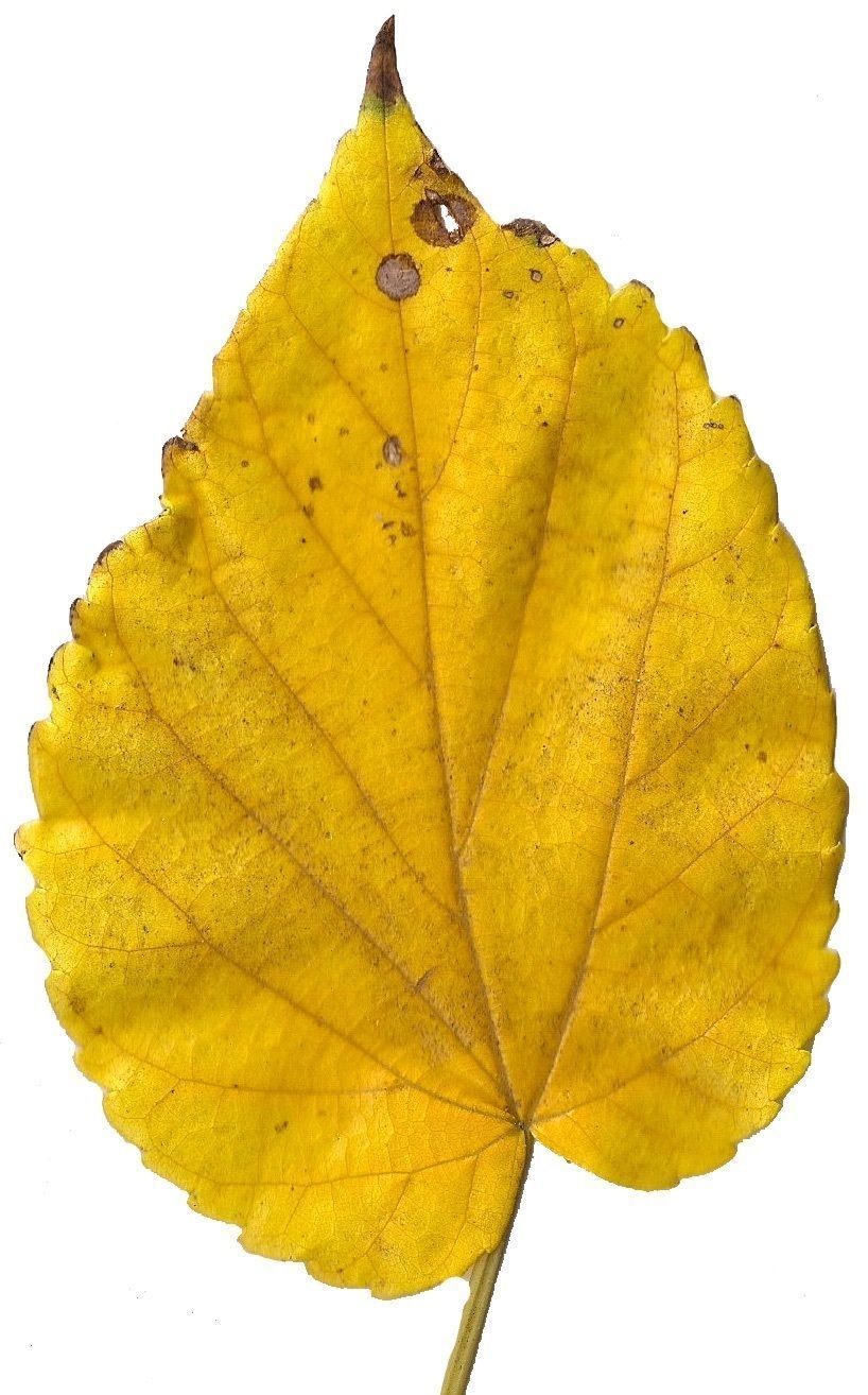 Fall Leaves Scanned Texture Pack - 81 Textures Texture_11