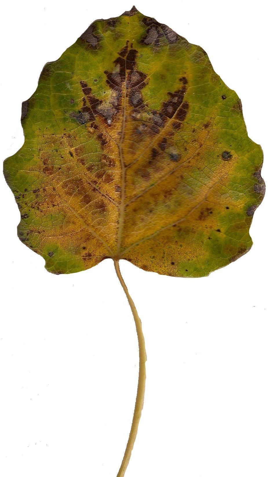 Fall Leaves Scanned Texture Pack - 81 Textures Texture_19