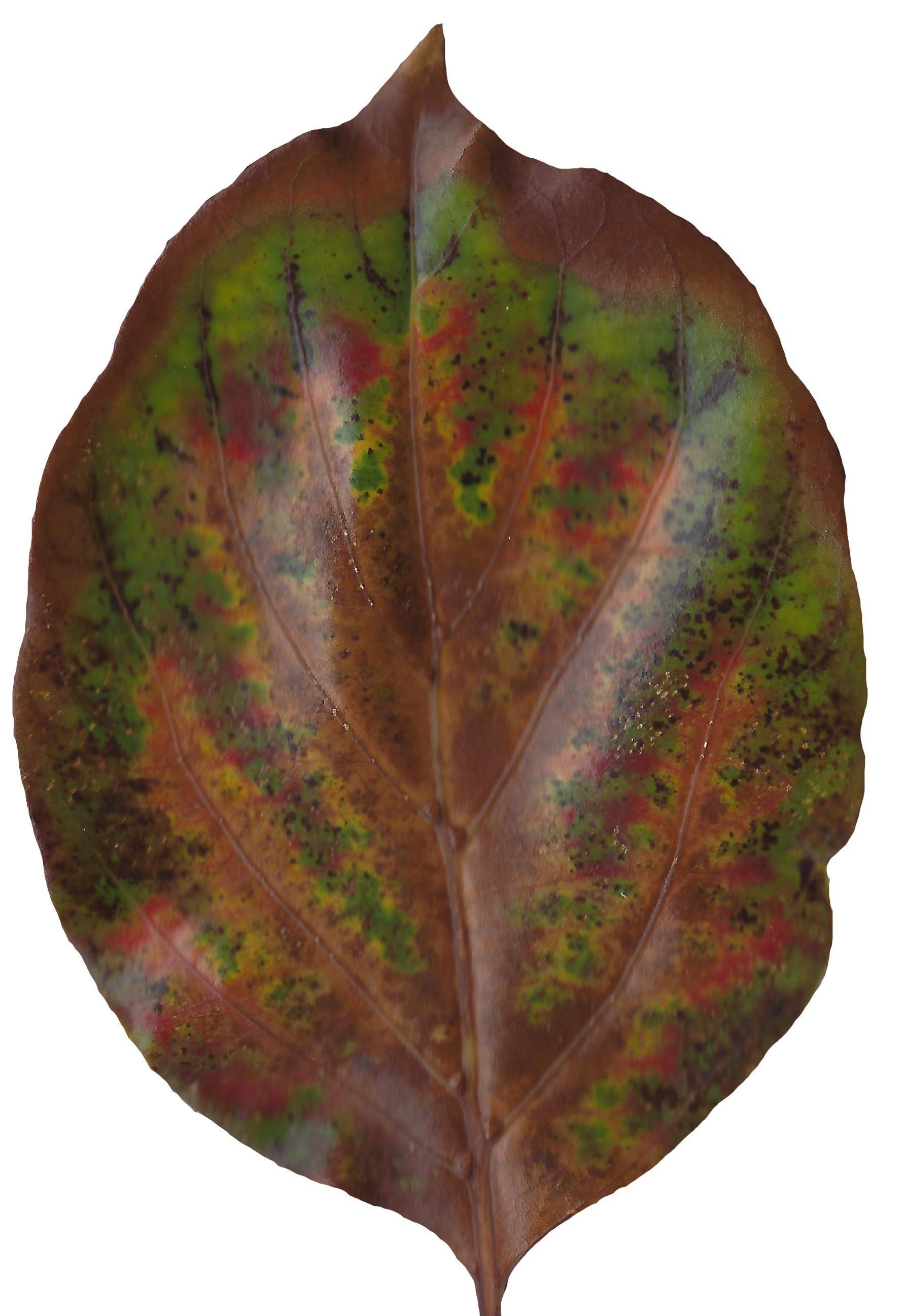 Fall Leaves Scanned Texture Pack - 81 Textures Texture_59