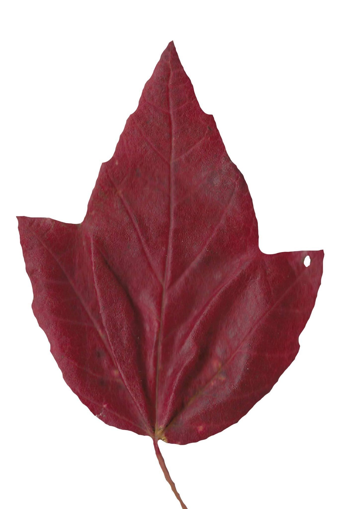 Fall Leaves Scanned Texture Pack - 81 Textures Texture_69