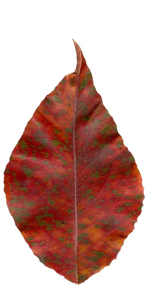 Fall Leaves Scanned Texture Pack - 81 Textures Texture_39