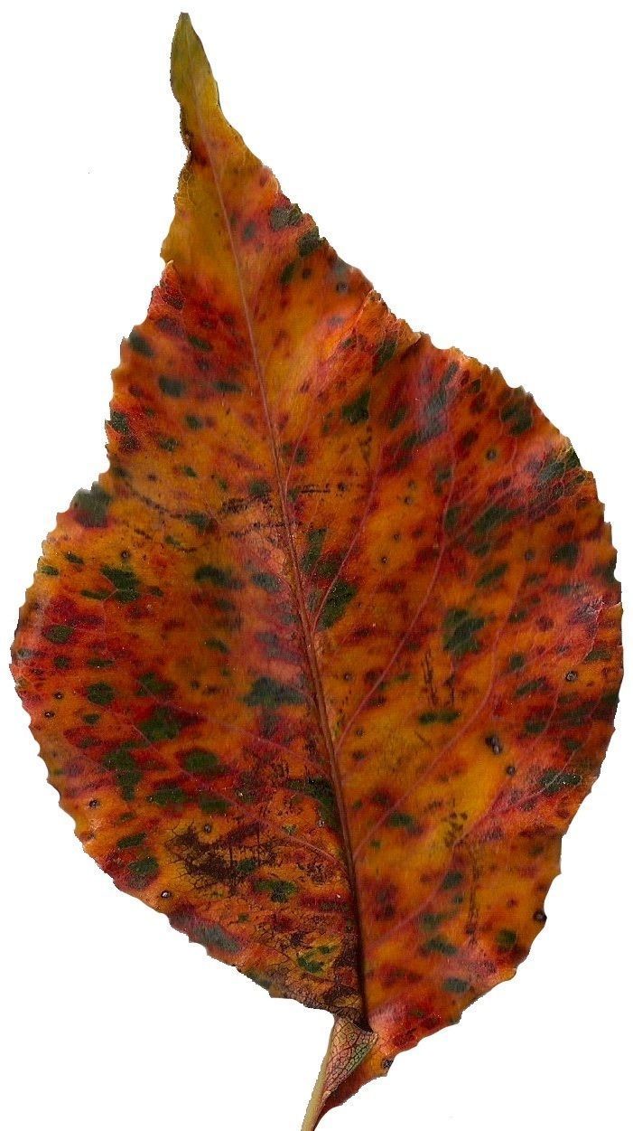 Fall Leaves Scanned Texture Pack - 81 Textures Texture_9