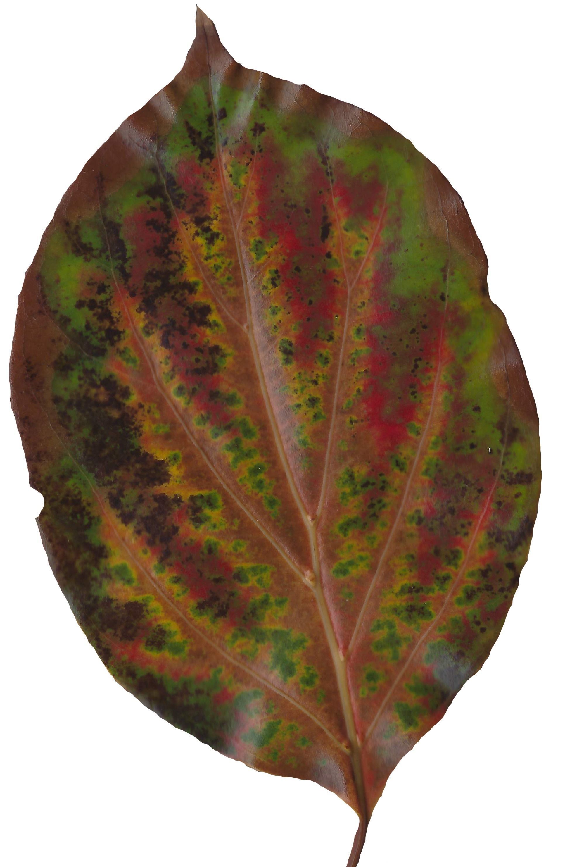 Fall Leaves Scanned Texture Pack - 81 Textures Texture_62