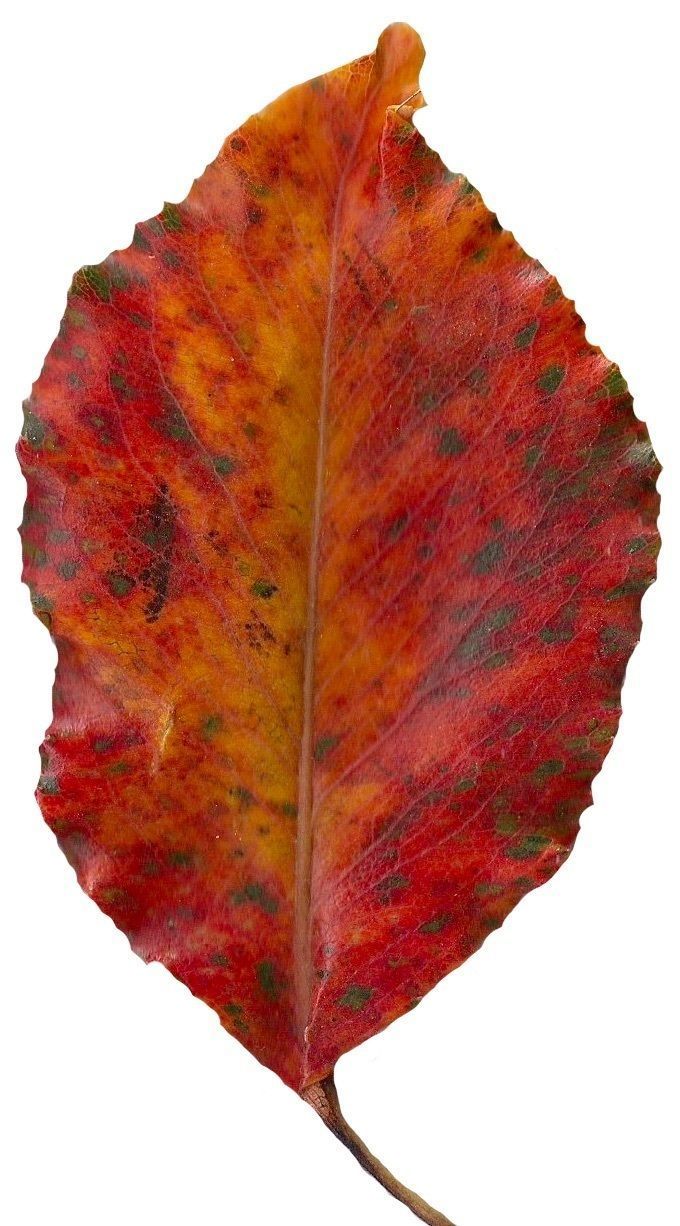 Fall Leaves Scanned Texture Pack - 81 Textures Texture_41