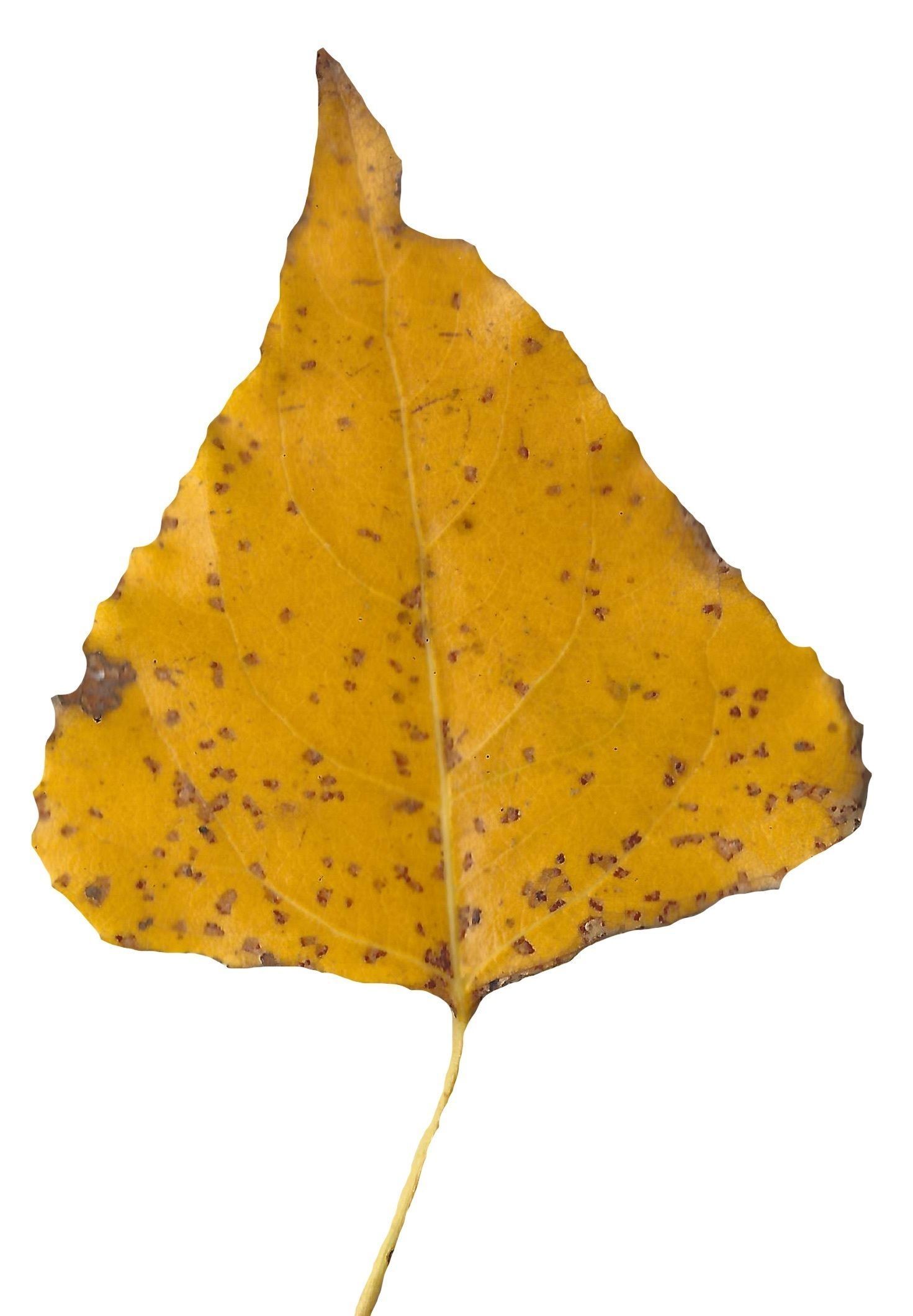 Fall Leaves Scanned Texture Pack - 81 Textures Texture_74