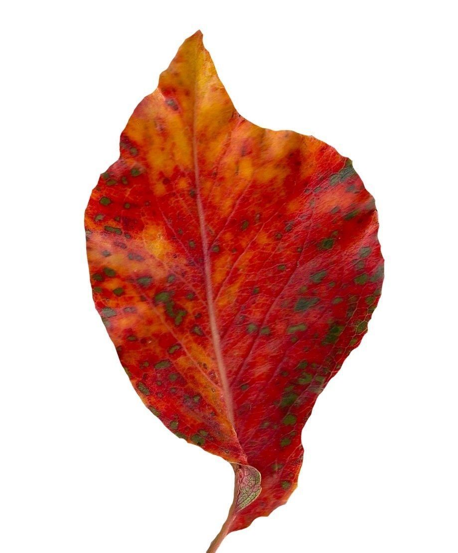 Fall Leaves Scanned Texture Pack - 81 Textures Texture_47