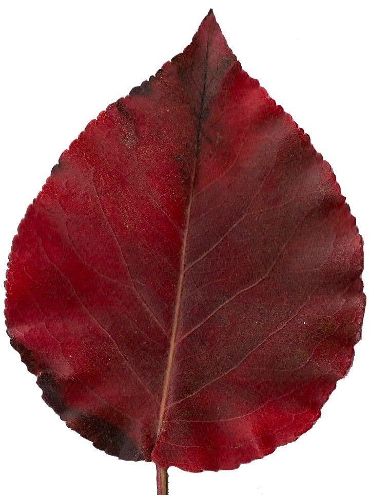 Fall Leaves Scanned Texture Pack - 81 Textures Texture_78