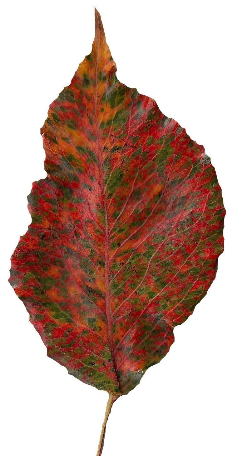 Fall Leaves Scanned Texture Pack - 81 Textures Texture_45