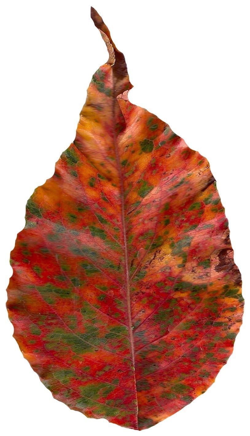 Fall Leaves Scanned Texture Pack - 81 Textures Texture_80