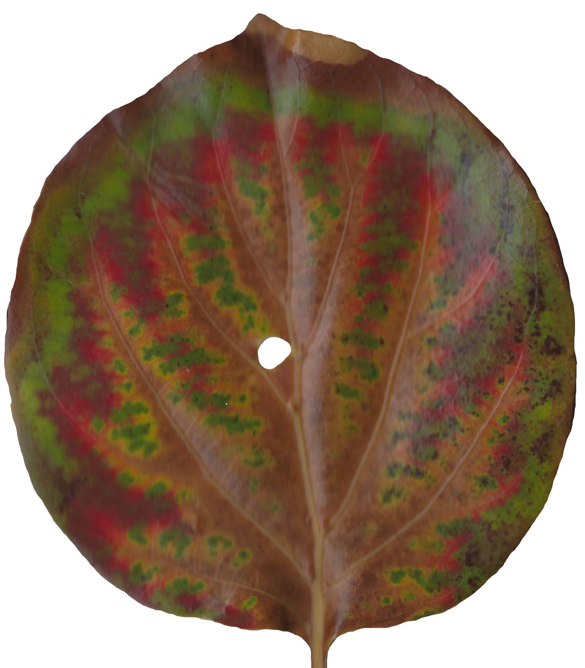 Fall Leaves Scanned Texture Pack - 81 Textures Texture_61