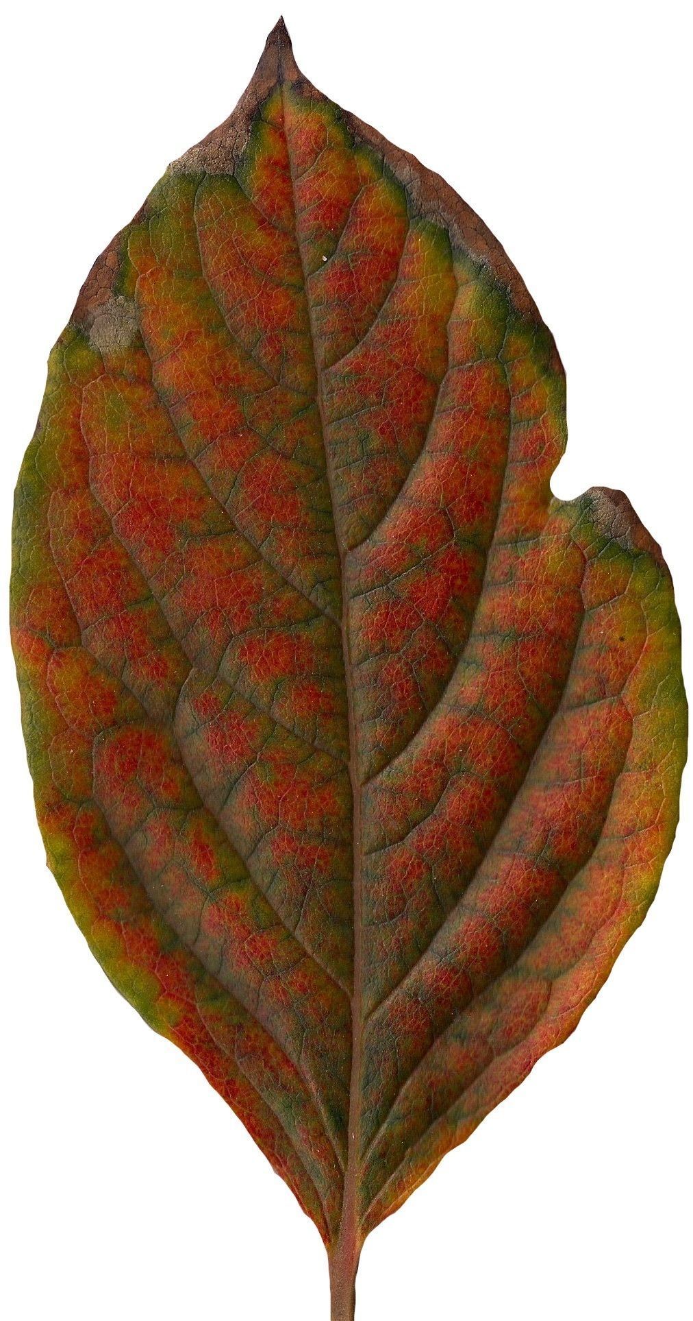 Fall Leaves Scanned Texture Pack - 81 Textures Texture_50