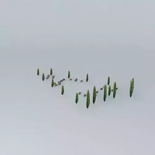 Trees cypress in shape of heart