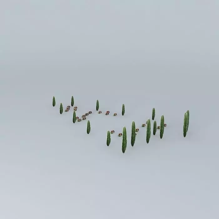 Trees cypress in shape of heart Free 3D model
