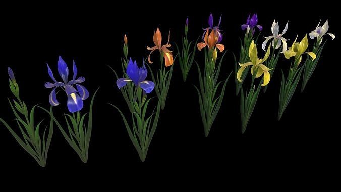 Flower Iris  Low-poly 3D model