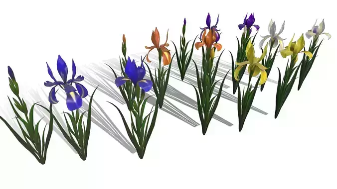 Flower Iris  Low-poly 3D model