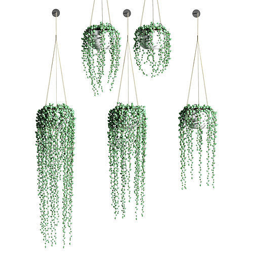 Hanging succulents in hanging pots - 5 models 3D model