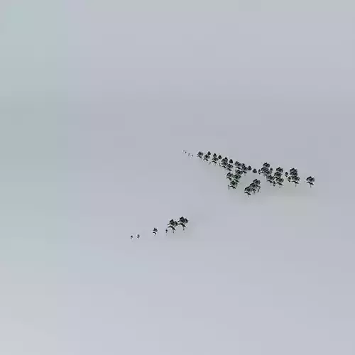 A beach trees in sky