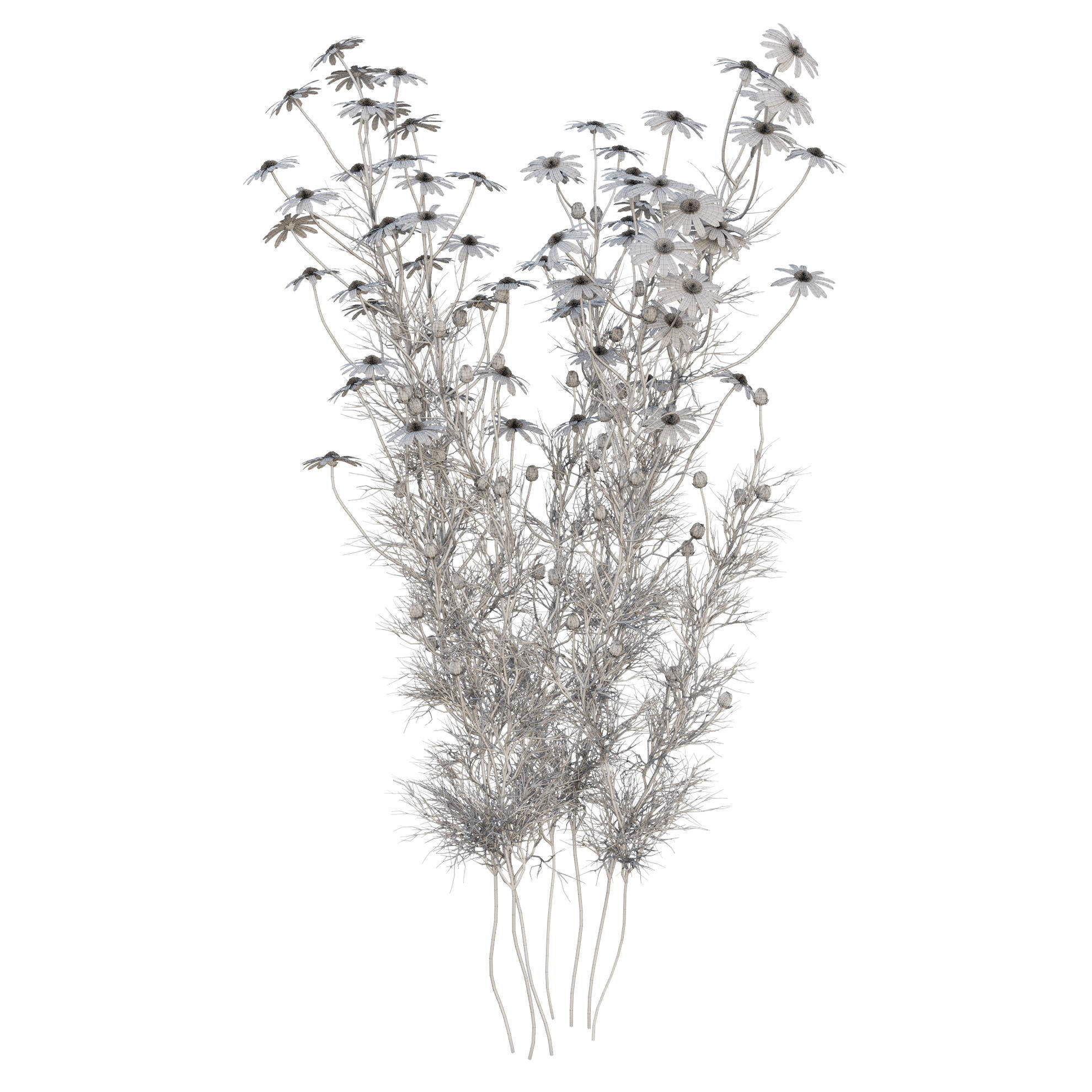chamomile daisies 3D model_29