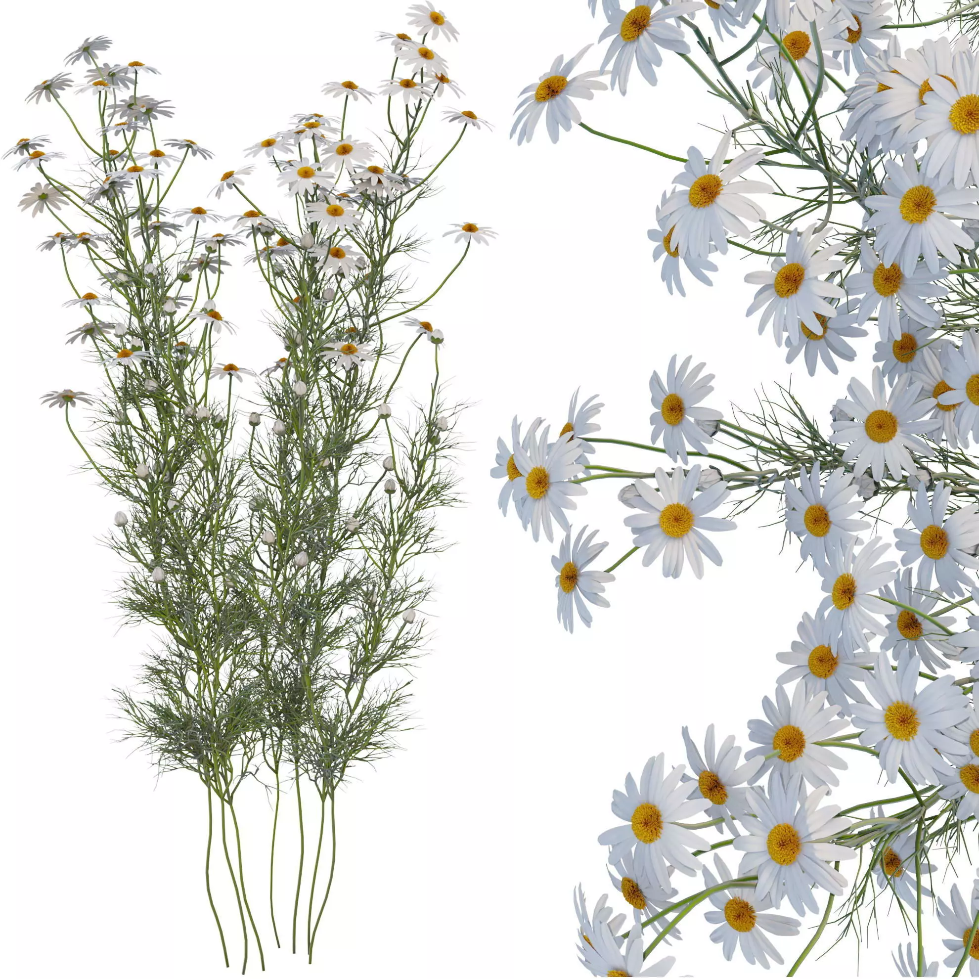 chamomile daisies 3D model_0