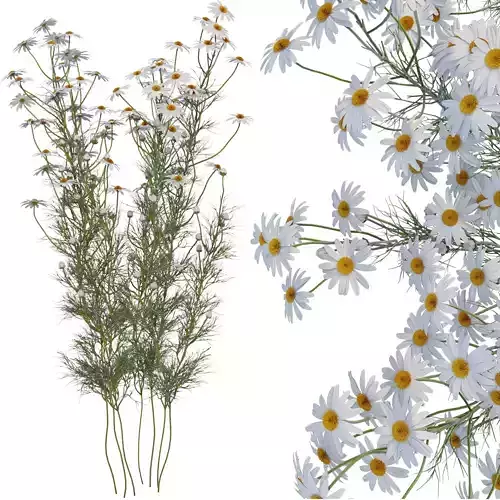 chamomile daisies 3D model