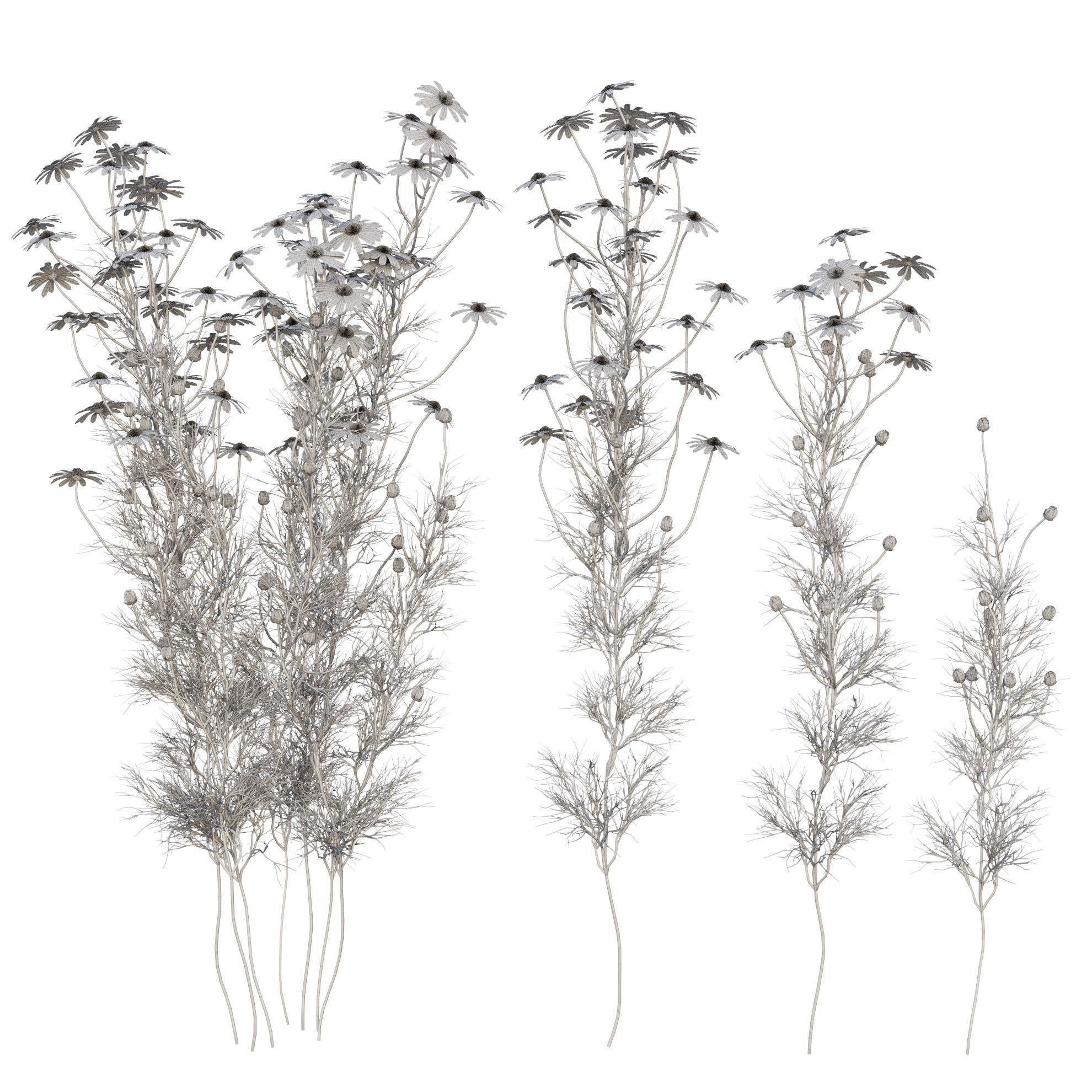 chamomile daisies 3D model_25