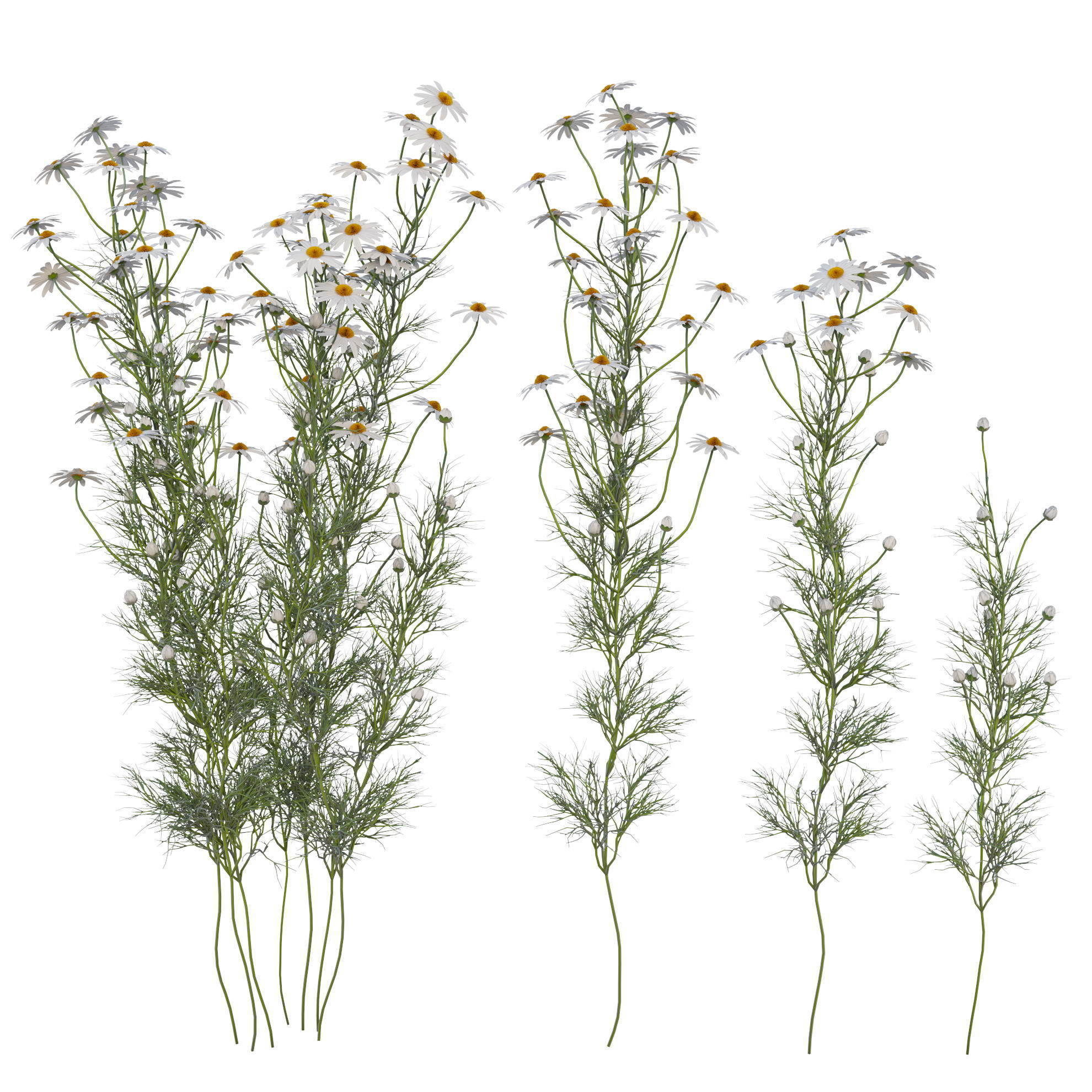 chamomile daisies 3D model_1
