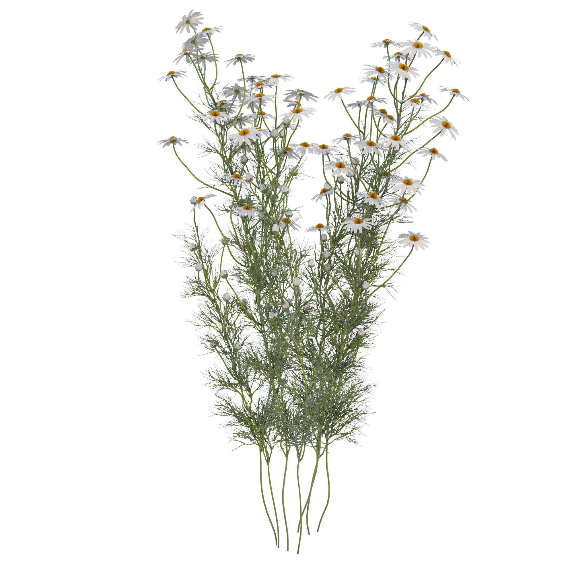 chamomile daisies 3D model_10