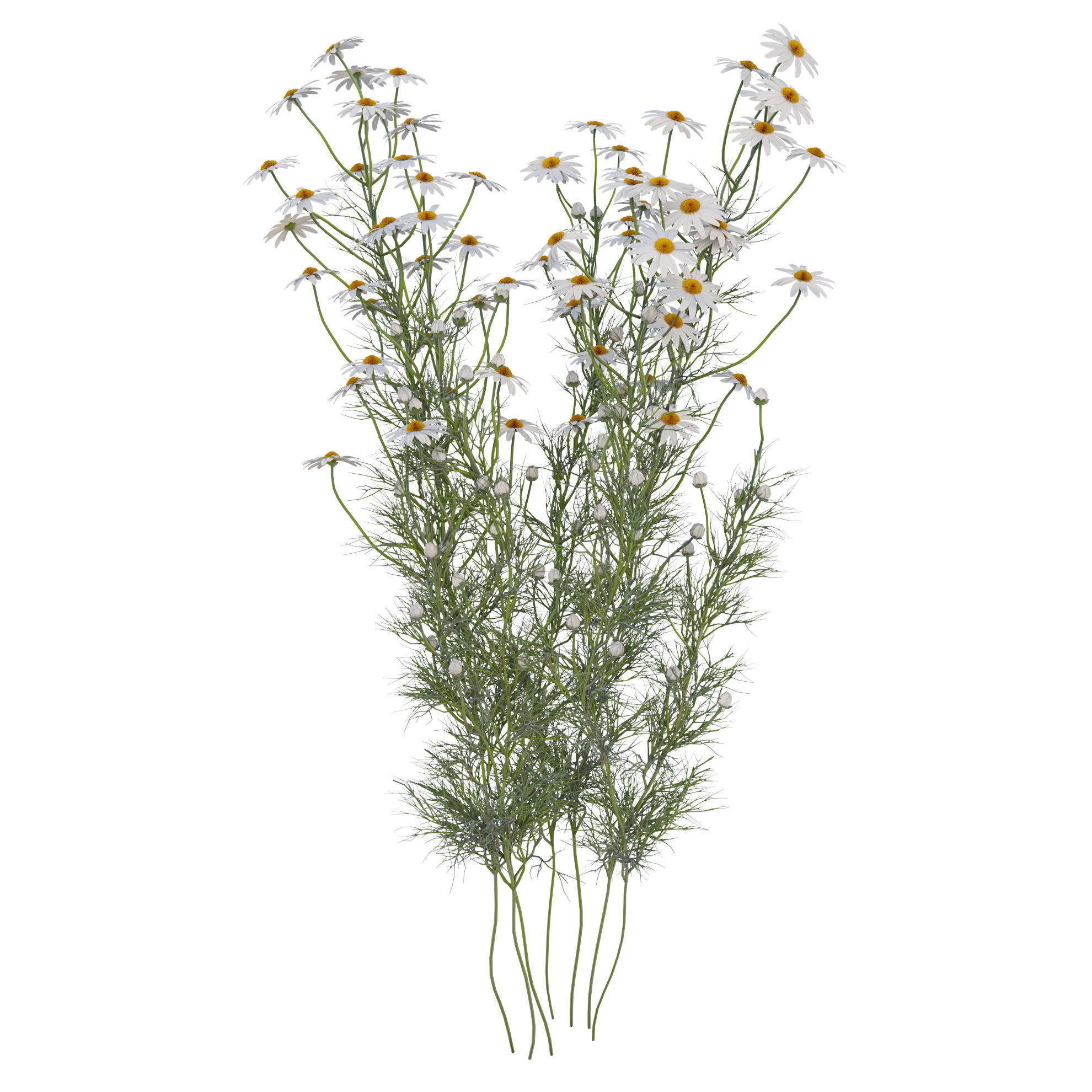 chamomile daisies 3D model_6