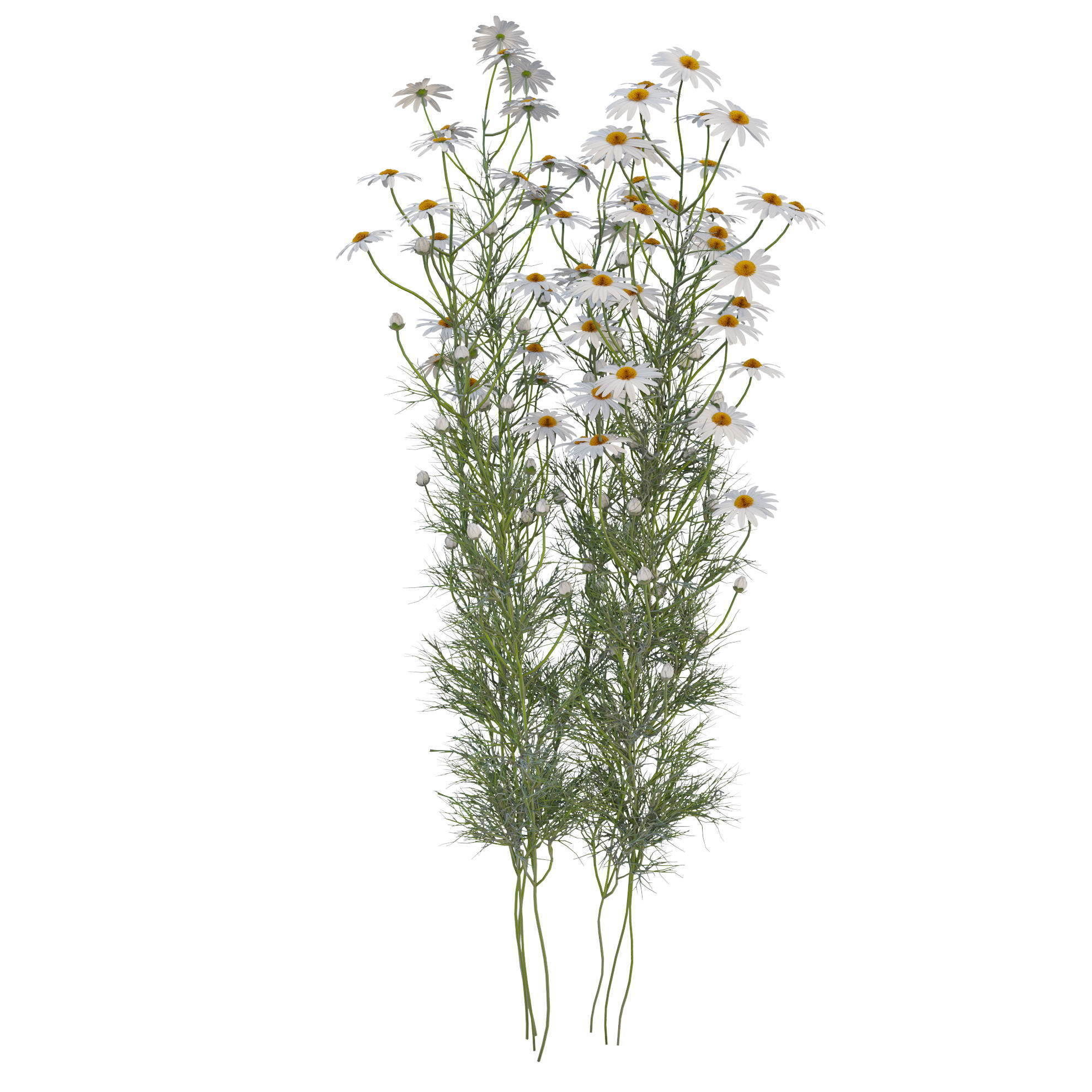 chamomile daisies 3D model_7