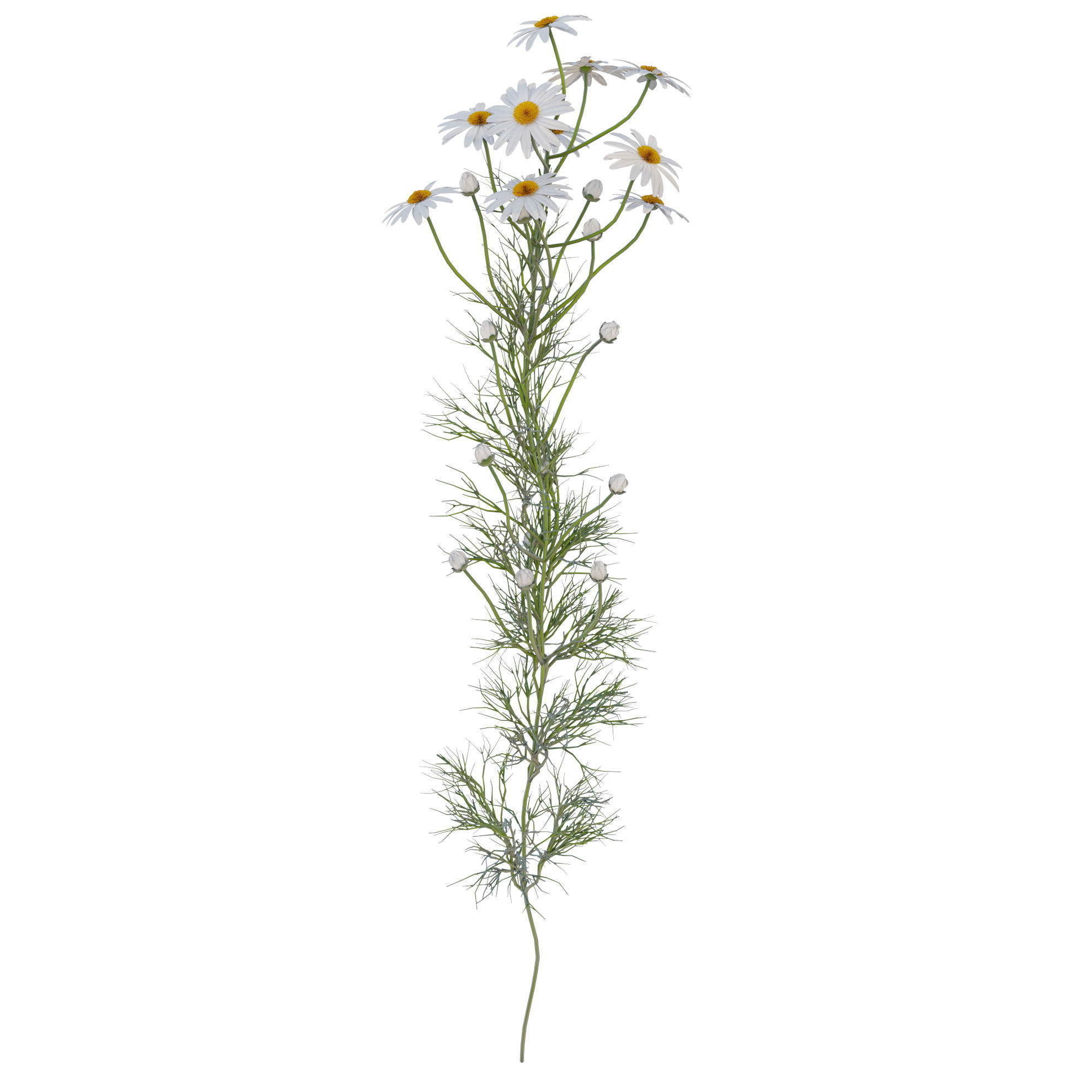 chamomile daisies 3D model_15