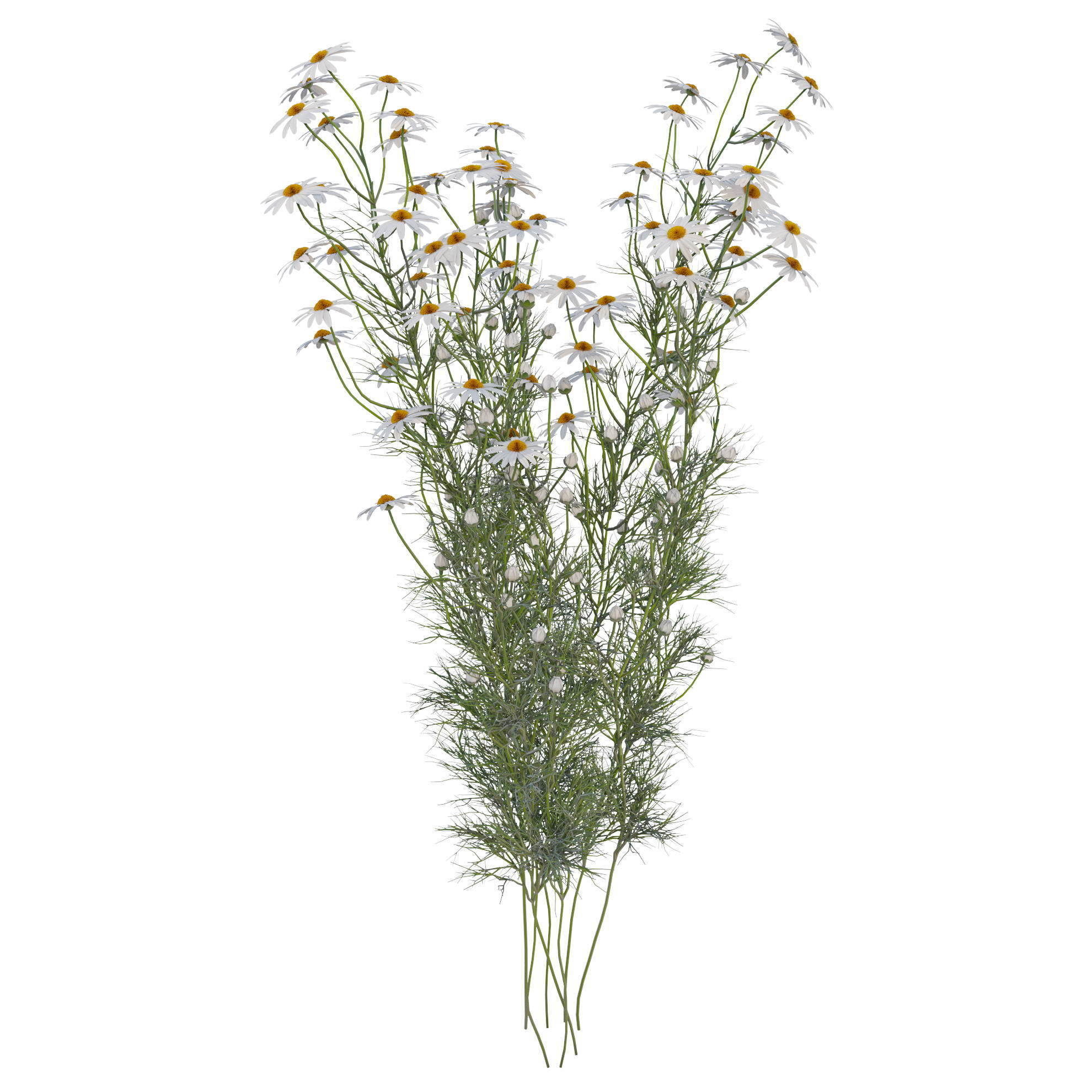 chamomile daisies 3D model_5