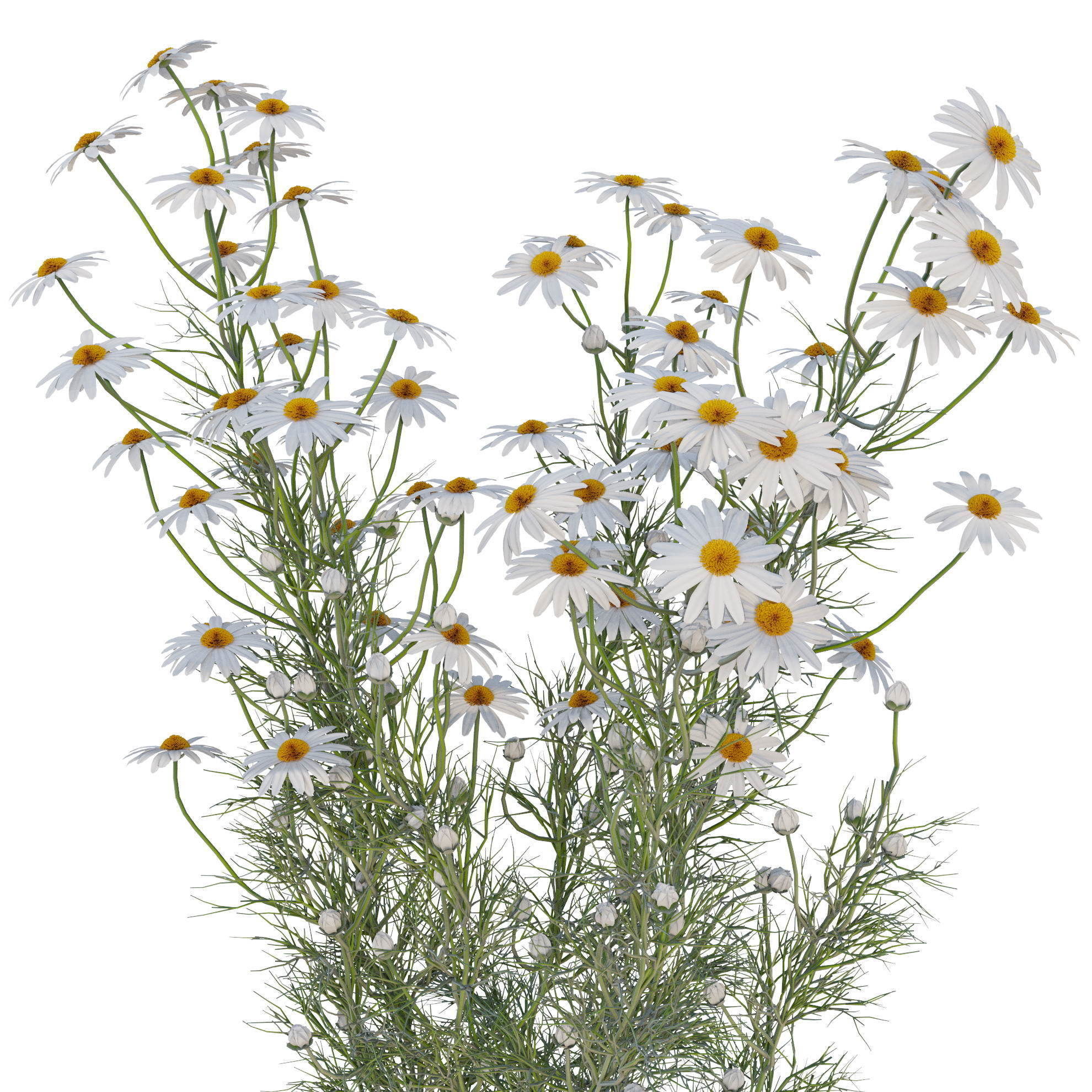 chamomile daisies 3D model_2