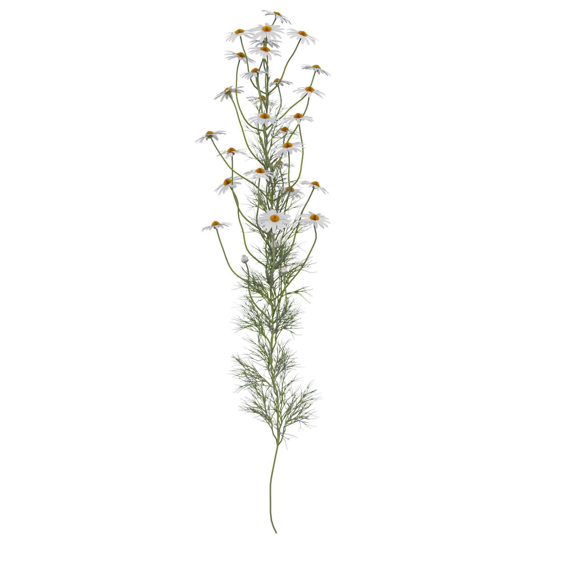chamomile daisies 3D model_24