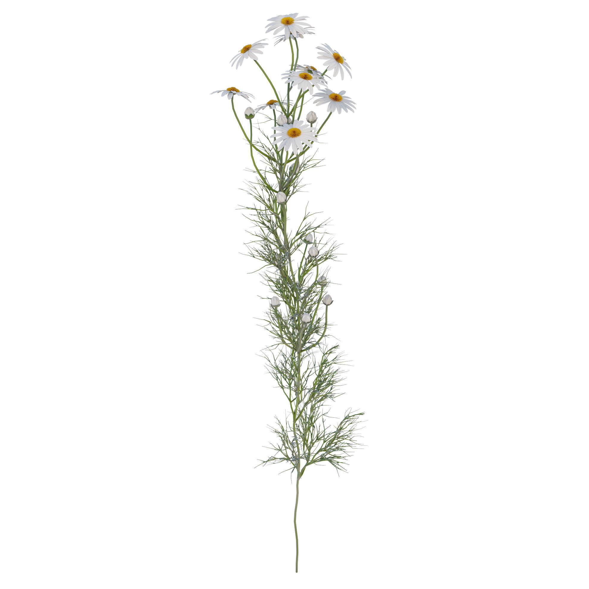 chamomile daisies 3D model_16
