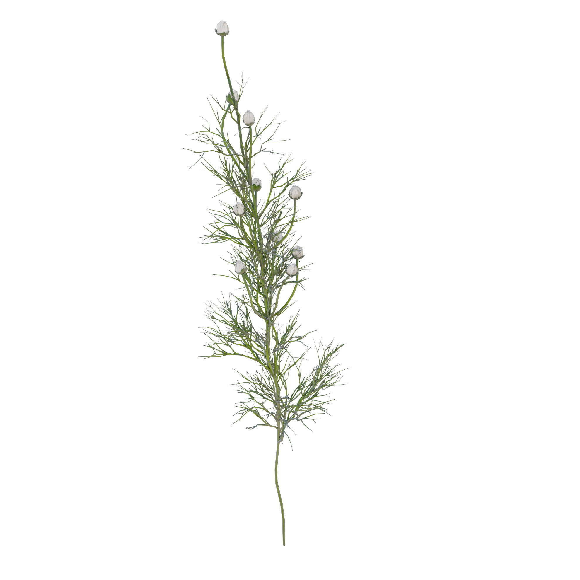 chamomile daisies 3D model_20