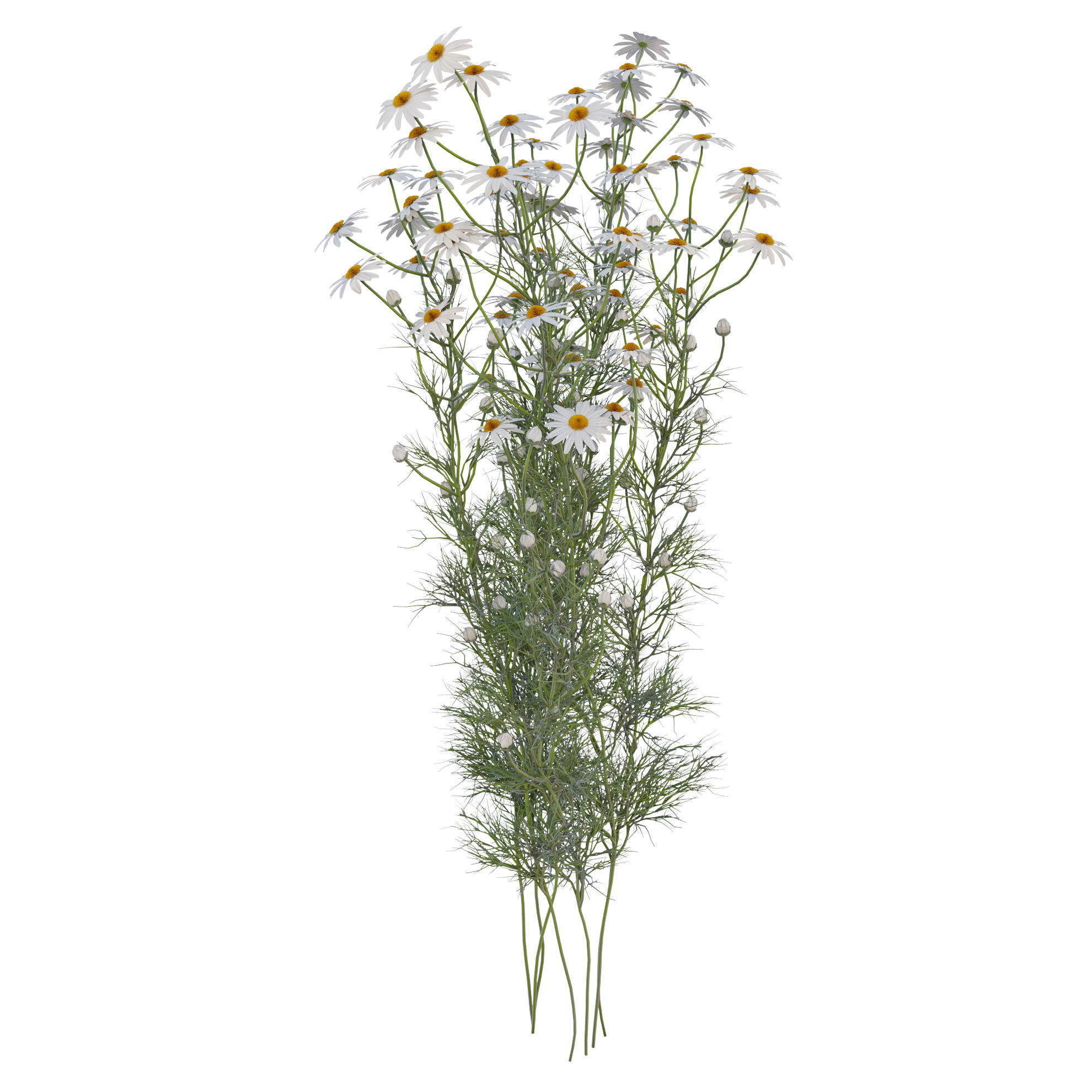 chamomile daisies 3D model_11