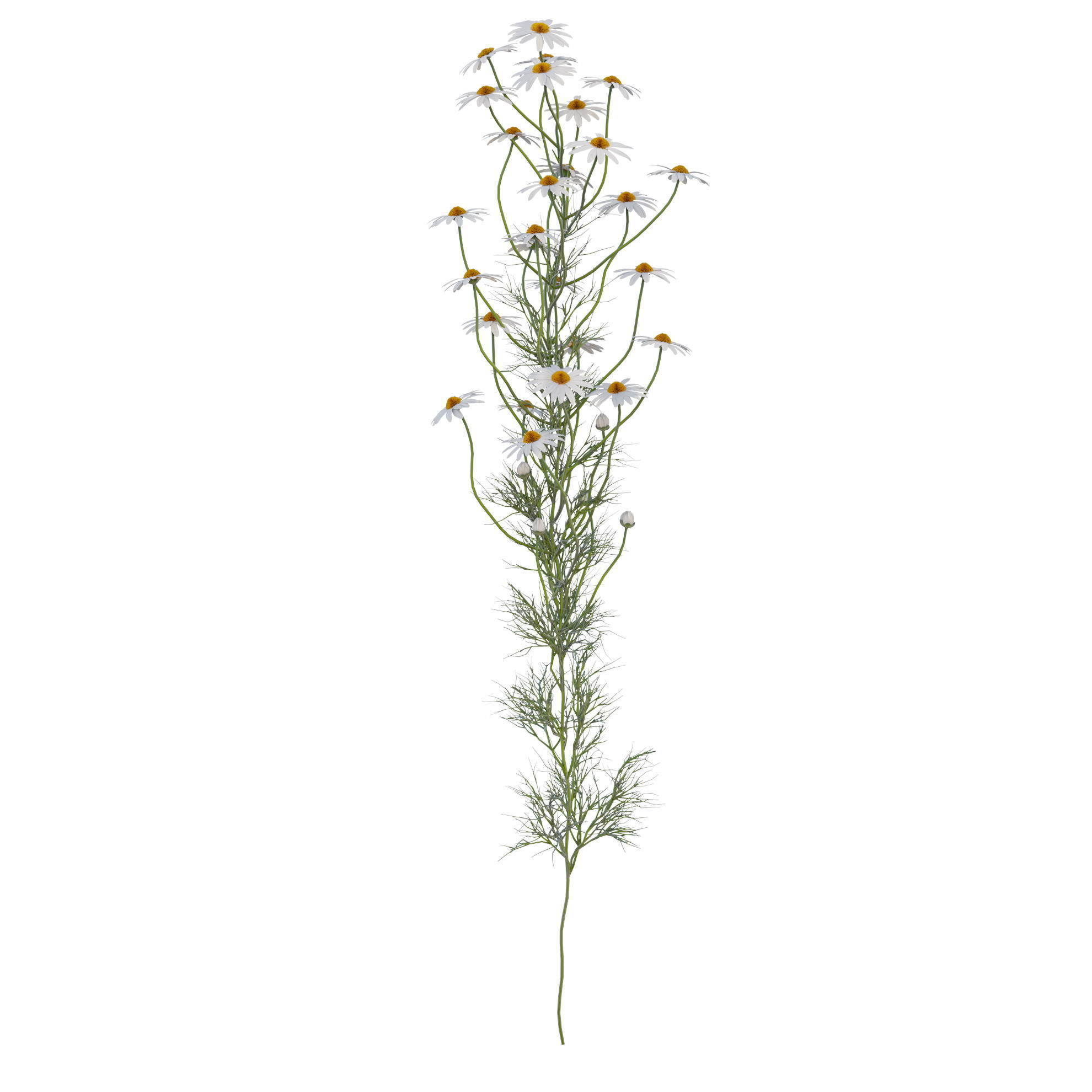 chamomile daisies 3D model_13