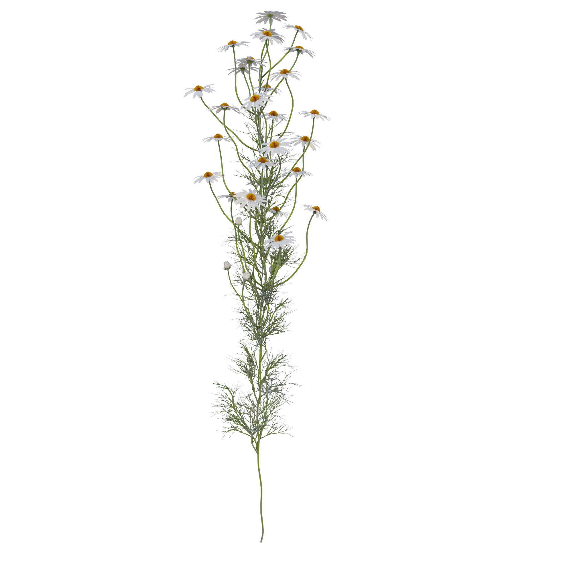 chamomile daisies 3D model_14