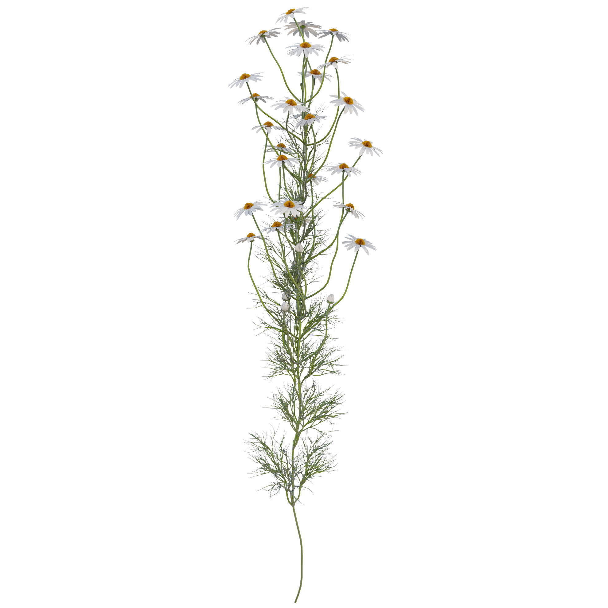 chamomile daisies 3D model_21