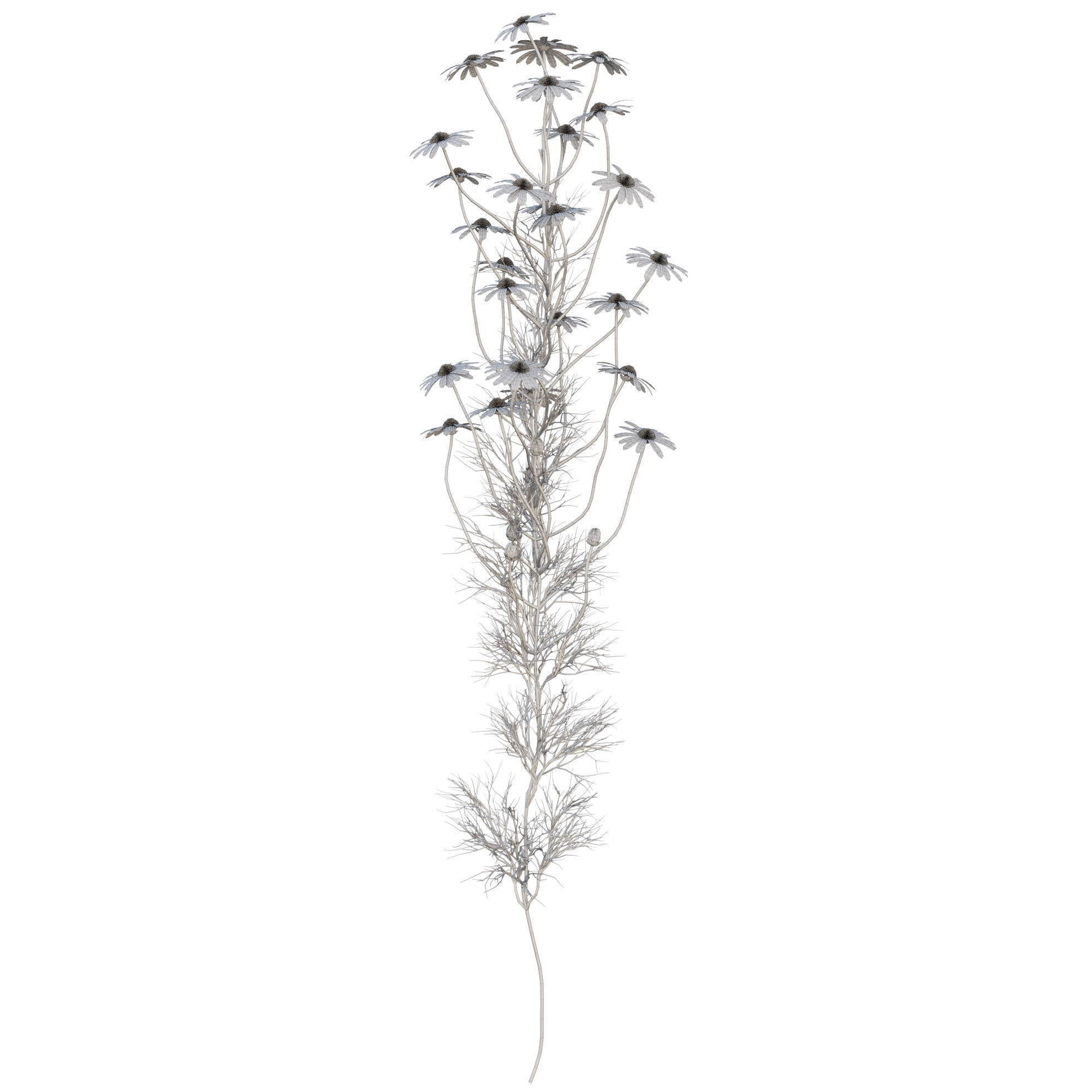 chamomile daisies 3D model_31